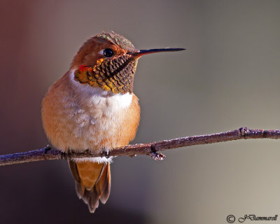 Rufous Hummingbird adult