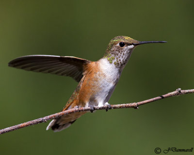 Rufous Hummingbird juvenile