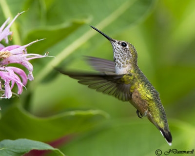 Calliope Hummingbird