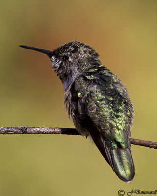 Anna's Hummingbird