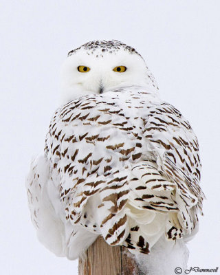 Snowy Owl  Nyctea scandiaca