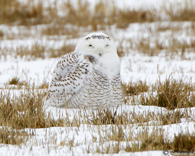Snowy Owl  Nyctea scandiaca