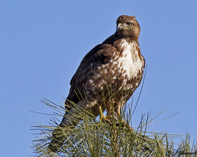 Red-tailed Hawk buteo jamaicensis