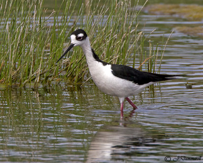 Black-necked Stilt