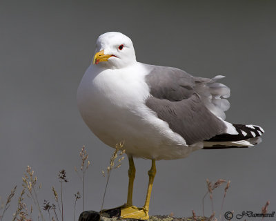 California Gull