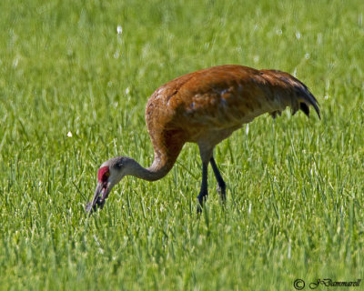 Sandhill Crane (immature)