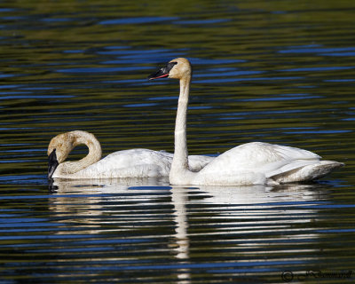 Trumpeter Swans