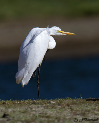 Great White Egret