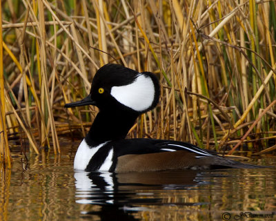 Hooded Merganser