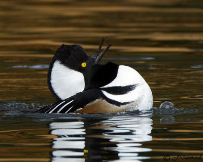 Hooded Merganser