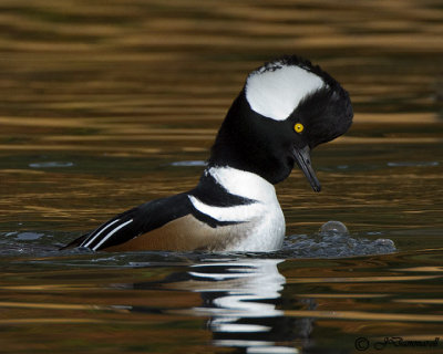 Hooded Merganser