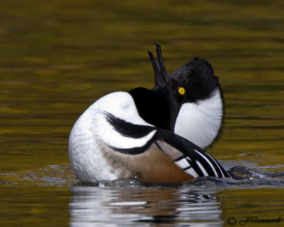 Hooded Merganser