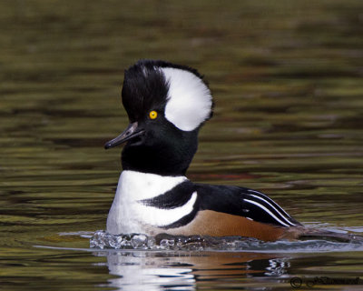 Hooded Merganser