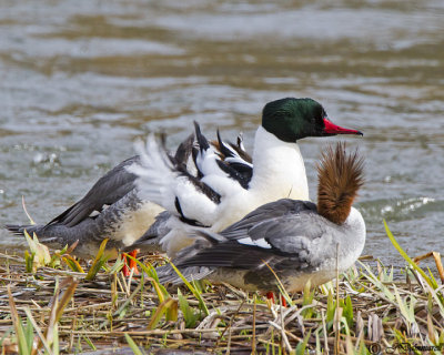 Common Merganser