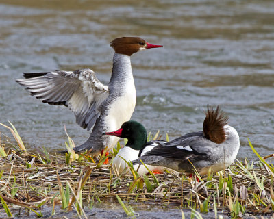 Waterfowl and Shorebirds and Waders
