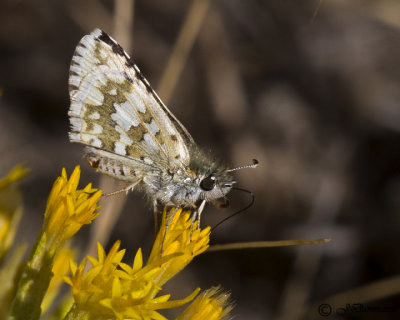 Pyrgus communis 'Common Checkered Skipper'