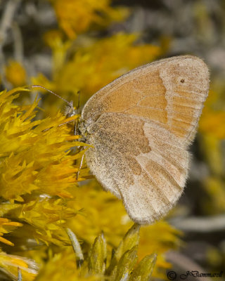 Coenonympha tullia 'Ochre Ringlet or Common Ringlet'