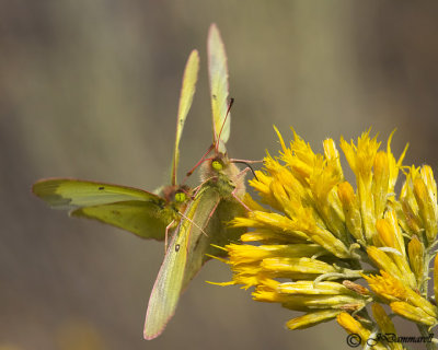 Colias eurytheme 'Orange Sulphur'