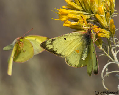 Colias eurytheme 'Orange Sulphur'