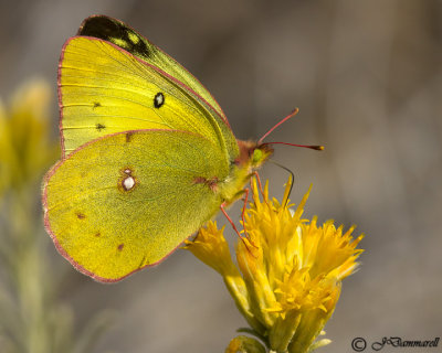 Colias eurytheme 'Orange Sulphur'