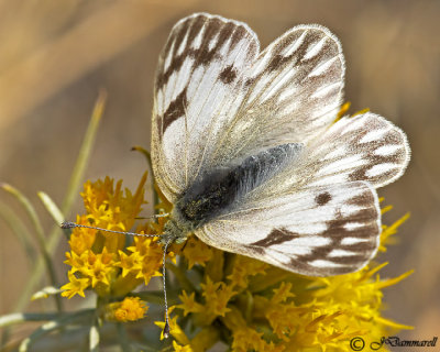 Pontia occidentalis 'Western White'