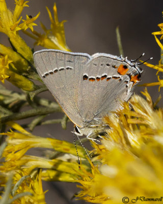 Strymon melinus 'Gray hairstreak'