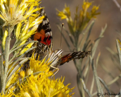 Vanessa Cardui 'Painted Lady'