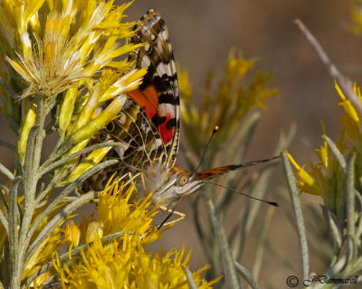 Vanessa Cardui 'Painted Lady'