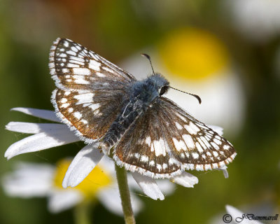 Pyrgus communis 'Common Checkered Skipper'