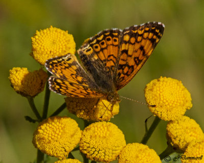 Phyciodes mylitta 'Mylitta Crescent'