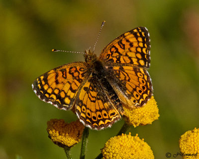 Phyciodes mylitta 'Mylitta Crescent'