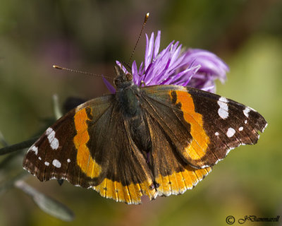 Vanessa atalanta 'Red Admiral'