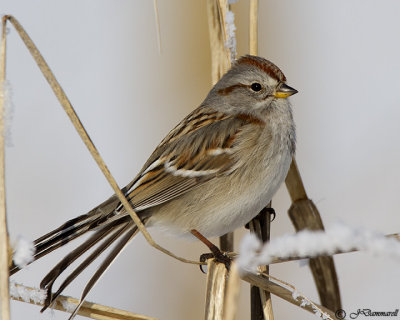 American Tree Sparrow