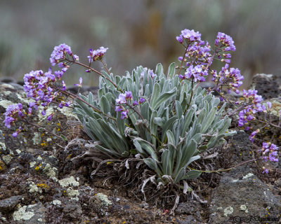 Flora of the Interior Northwest