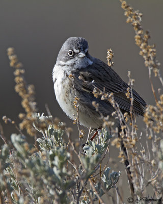 Sage Sparrow