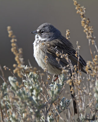 Sage Sparrow