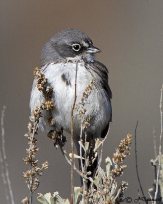 Sage Sparrow