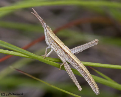Achurum  Grasshopper