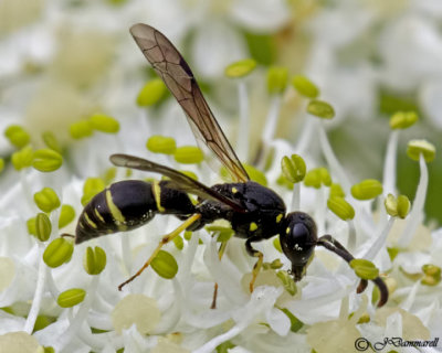 Eumenes Potter Wasp