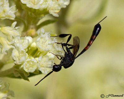 Gasteruption  genus of wasp