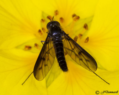 Thevenetimiya fly on Potentilla