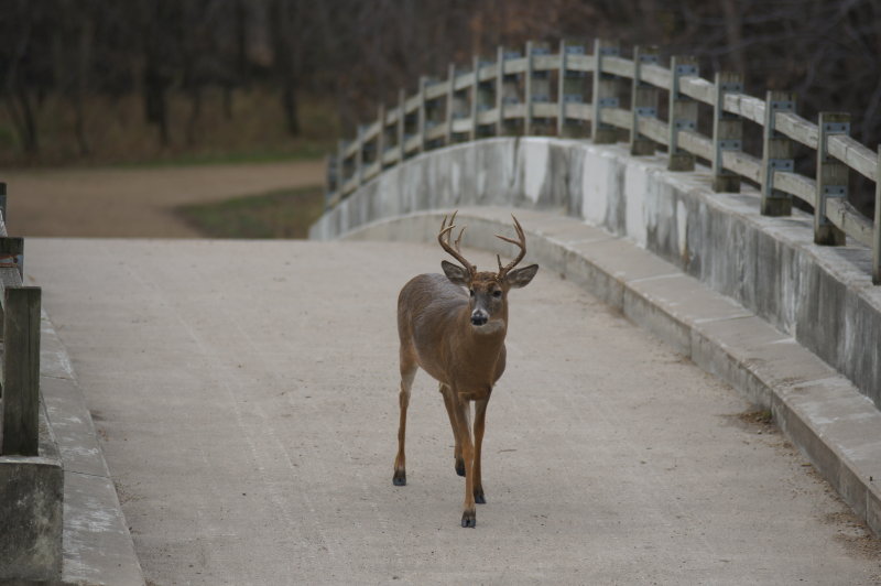 Buck crossing bridge