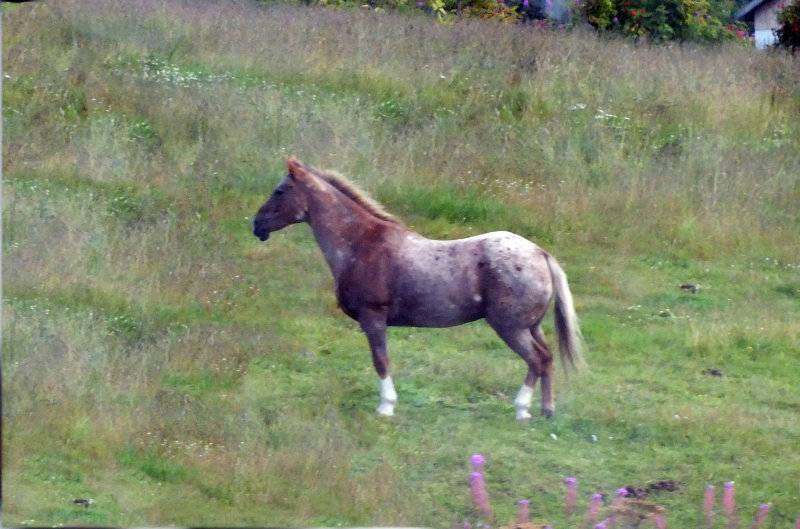 Strawberry Roan