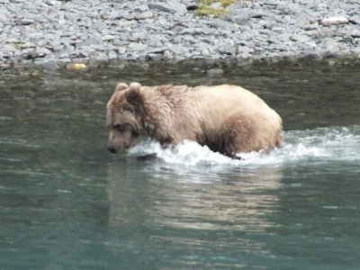 Teenage bear fishing in Russian River