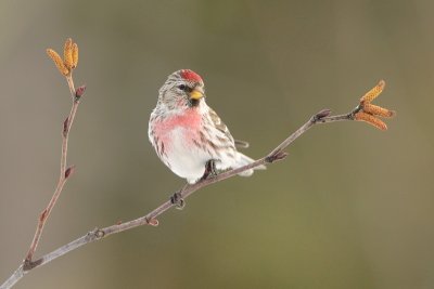 _DSC9440.jpg