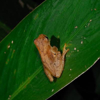 Small-headed tree frog (Hyla microcephala)