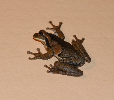 Milk frog (Phrynohyas venulosa) 