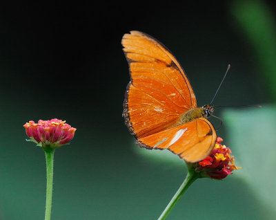 Julia Heliconian (Dryas iulia)