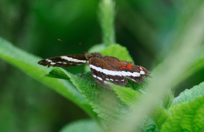 Banded Peacock (Anartia fatima)