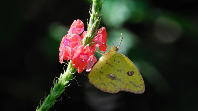 Butterflies, Moths and other Invertebrates - Costa Rica